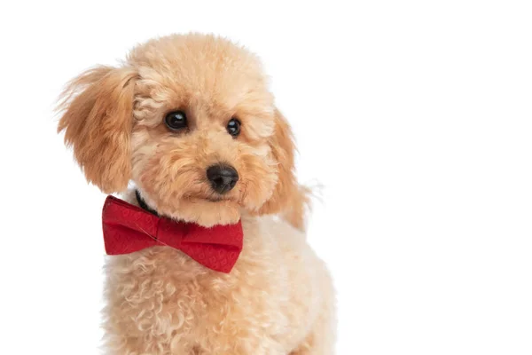 Bonito Caniche Cão Vestindo Bowtie Vermelho Olhando Para Longe Fundo — Fotografia de Stock