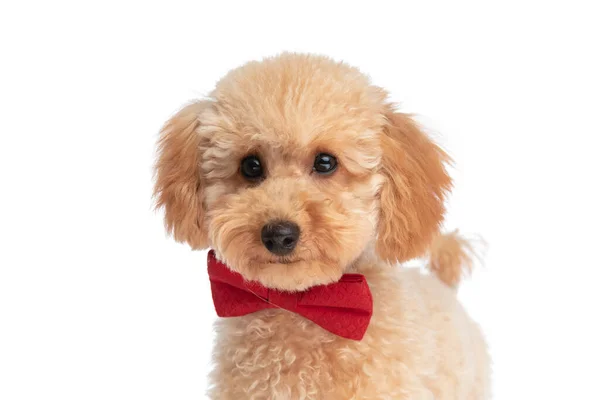 Sevimli Bir Kaniş Köpeğinin Portresi Mutlu Beyaz Arka Planda Kırmızı — Stok fotoğraf