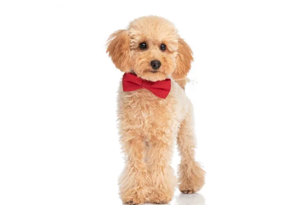 Hermoso Perro Caniche Vistiendo Una Corbata Roja Sentirse Feliz Contra — Foto de Stock