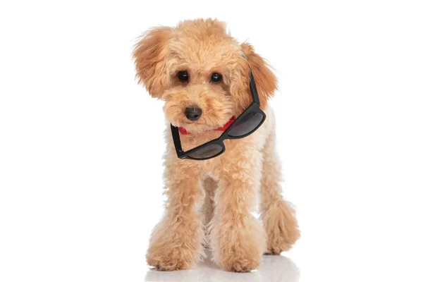 甜的峡谷 甜的狗的太阳镜落在耳朵上 戴着红色的领带 — 图库照片