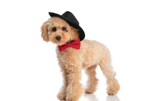 Side View Cute Little Caniche Dog Wearing His Hat Cowboy — Stock Photo, Image