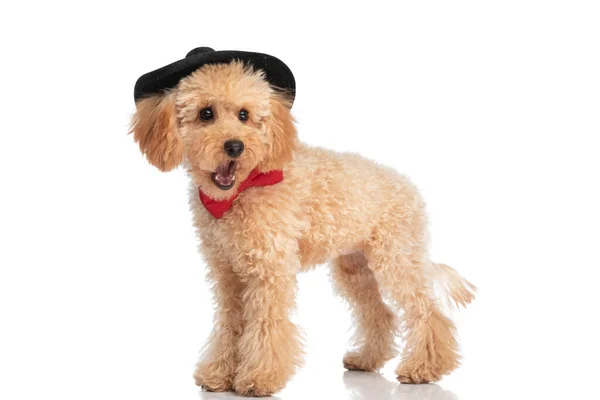 Widok Boku Mały Caniche Pies Ziewanie Noszenie Czarny Kapelusz Czerwony — Zdjęcie stockowe