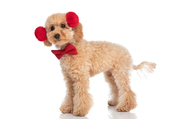 Seitenansicht Eines Niedlichen Caniche Hundes Mit Flauschigen Kopfhörern Und Roter — Stockfoto