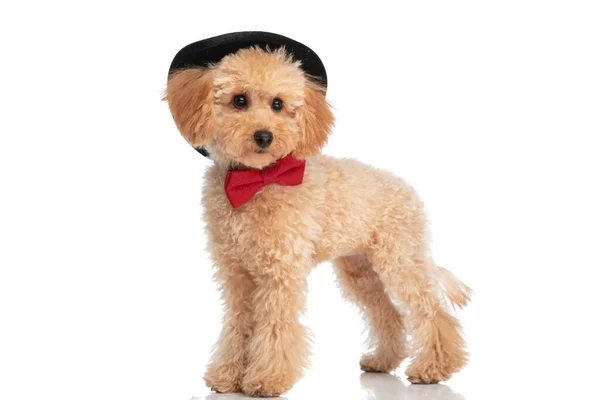 Элегантная Собака Caniche Носить Черную Шляпу Глядя Сторону Позируя Стилем — стоковое фото