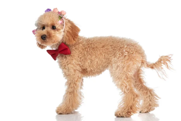 Вид Сбоку Восхитительной Пудельной Собаки Головном Уборе Цветов Красном Галстуке — стоковое фото