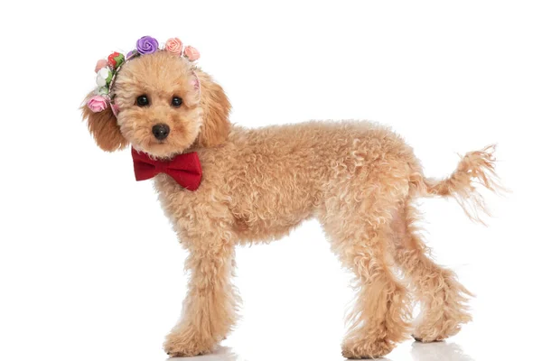 Side View Beautiful Caniche Dog Posing His Flowers Head Bowtie — Stock Photo, Image