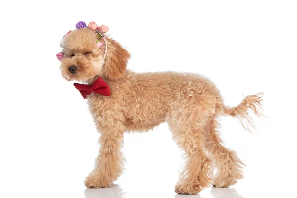 写真の真ん中にかわいい犬が点滅し花のヘッドバンドを身に着けています — ストック写真