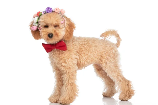Sweet Caniche Dog Winking Camera Wearing Headband Flowers Bowtie White — Stock Photo, Image