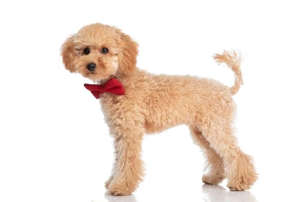 一只漂亮的峡谷犬 脖子上有一条红色的领带 背景是白色的 侧面映衬着它 — 图库照片