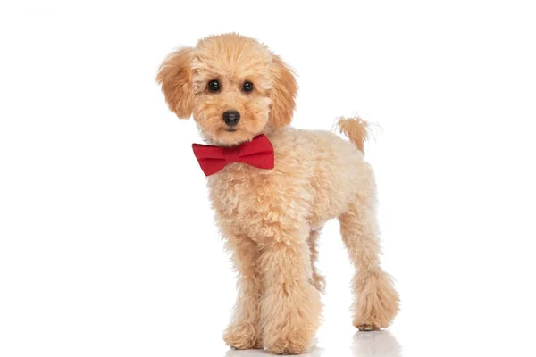 Güzel Kaniş Köpeği Şık Poz Veriyor Kırmızı Papyon Takıyor Çok — Stok fotoğraf
