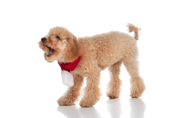 Vista Lateral Perro Caniche Ladrando Alguien Usando Pañuelo Rojo Sobre —  Fotos de Stock
