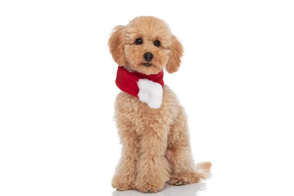 Sweet Caniche Dog Wearing Scarf His Neck Being Overly Cute — Stock Photo, Image