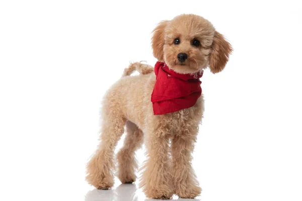 Adorable Caniche Dog Looking Toy Wearing Red Bandana White Background — Stock Photo, Image
