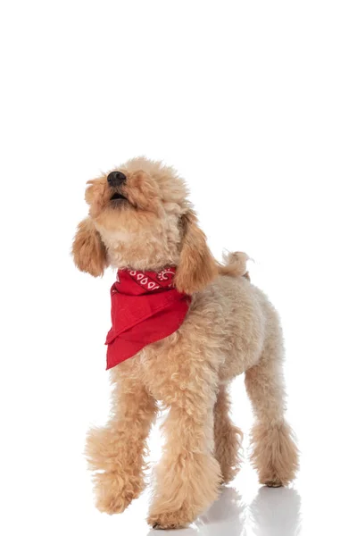 Curious Caniche Dog Checking Out What Wearing Red Bandana White — Stock Photo, Image