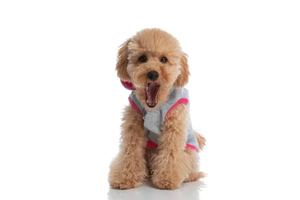可愛い子犬がパーカーを着て白いスタジオの背景であくびをする — ストック写真
