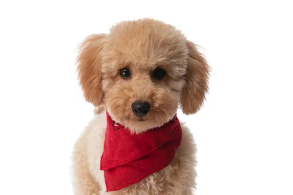 Kleiner Caniche Hund Schaut Die Kamera Und Trägt Ein Rotes — Stockfoto