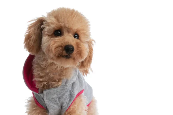 Beautiful Caniche Dog Looking Camera His Big Shiny Eyes Wearing — Stock Photo, Image