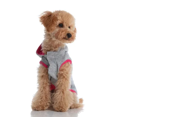 Cute Caniche Dog Wearing Hoodie Looking Away White Studio Background — Stock Photo, Image