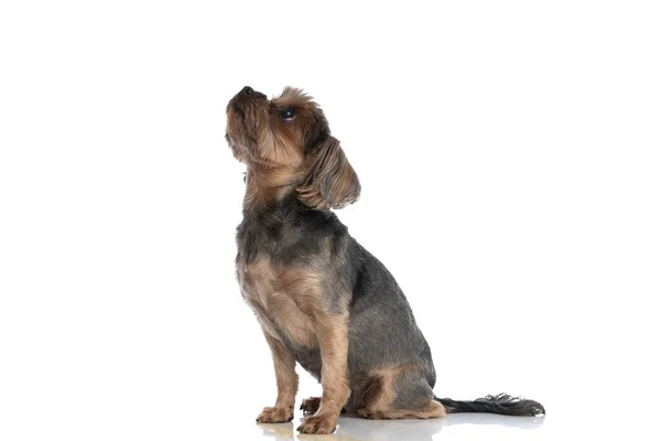 Zijaanzicht Van Een Prachtige Yorkshire Terriër Hond Zoek Naar Iets — Stockfoto