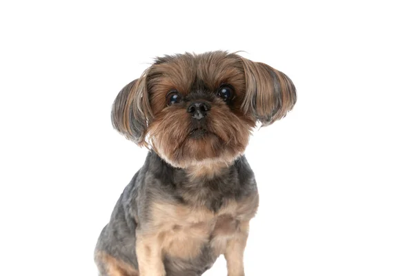 Söt Yorkshire Terrier Hund Med Tunna Ögon Tittar Kameran Och — Stockfoto