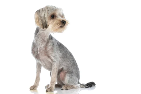 Сидить Маленький Йоркширський Тер Собака Озирається Назад Над Плечем Мріє — стокове фото