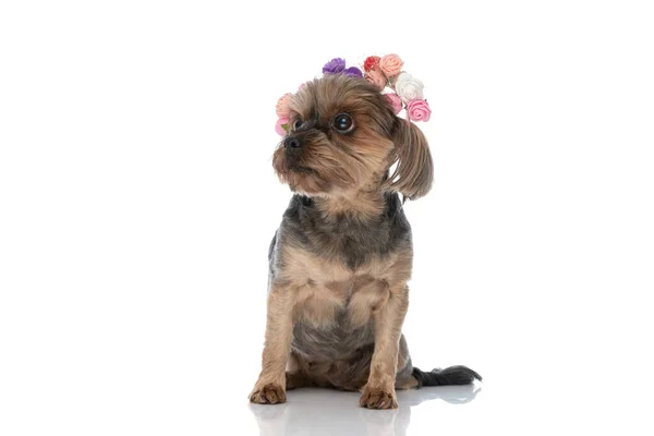 Piękny Yorkshire Terrier Pies Patrząc Górę Noszenie Opaski Kwiatów Siedzi — Zdjęcie stockowe