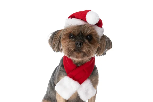 Hermoso Yorkshire Terrier Perro Con Sombrero Santa Bufanda Mirando Cámara —  Fotos de Stock