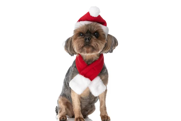 Adorável Yorkshire Terrier Cão Vestindo Chapéu Natal Cachecol Sentado Contra — Fotografia de Stock