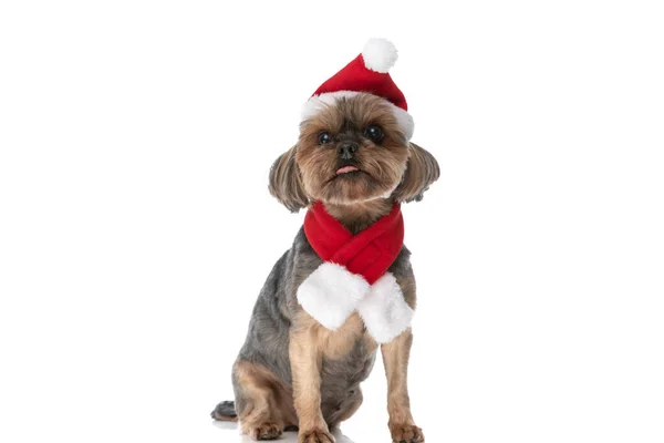 Seduto Piccolo Yorkshire Terrier Cane Sporgente Lingua Indossa Cappello Natale — Foto Stock