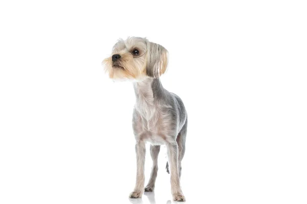 Солодкий Йоркширський Тер Собака Дивиться Мріє Стоїть Білому Тлі — стокове фото