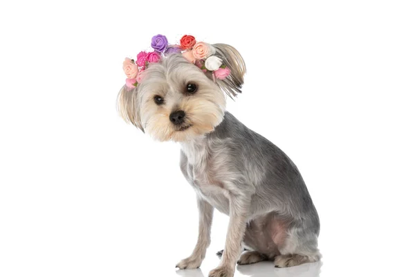 Vue Latérale Adorable Chien Terrier Yorkshire Portant Bandeau Fleurs Sur — Photo