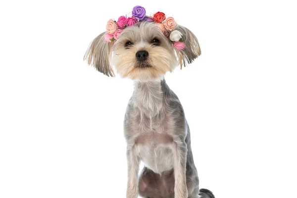 Sitzender Yorkshire Terrier Hund Mit Einem Stirnband Aus Blumen Vor — Stockfoto