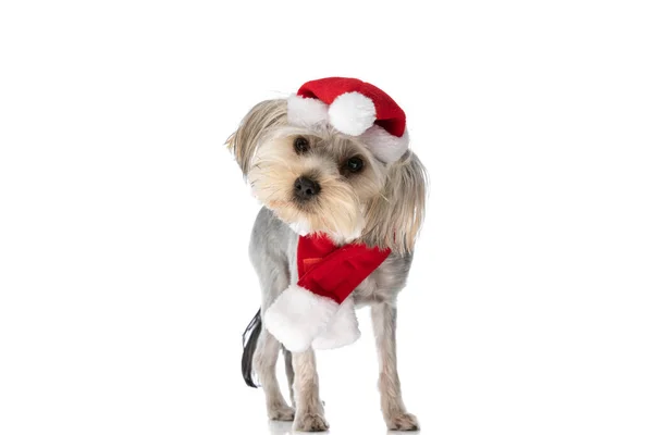 Cute Little Yorkshire Terrier Dog Wearing Santa Klaus Hat Scarf — Stock Photo, Image