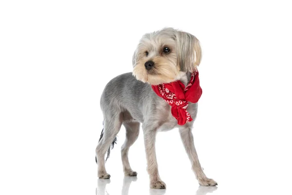 Beautiful Fashion Yorkshire Terrier Dog Posing His Red Bandana Neck — Stock Photo, Image
