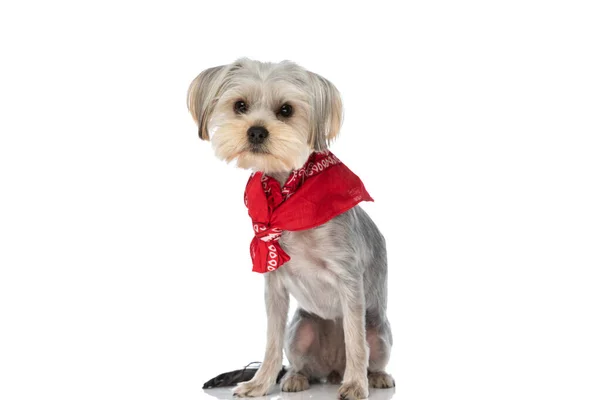 Cute Seated Yorkshire Terrier Dog Wearing Red Bandana Looking Camera — Stock Photo, Image