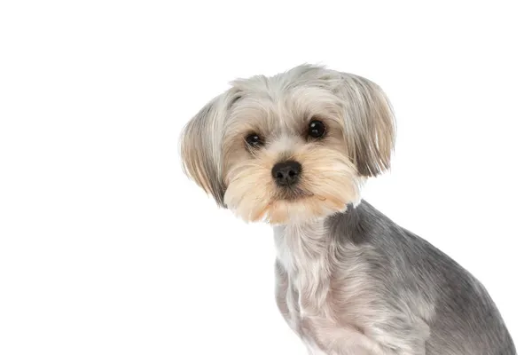 Beautiful Yorkshire Terrier Dog Sitting Looking Camera White Background — Stock Photo, Image