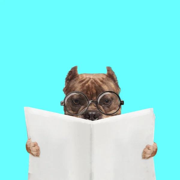 Paysage Adorable Chien Tyran Américain Lisant Journal Portant Des Lunettes — Photo