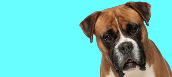 Paisagem Cão Boxer Bonito Olhando Para Câmera Contra Fundo Azul — Fotografia de Stock
