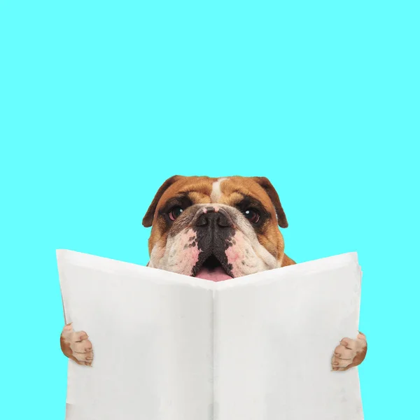 Paisagem Cão Bonito Inglês Bulldog Lendo Jornal Contra Fundo Azul — Fotografia de Stock