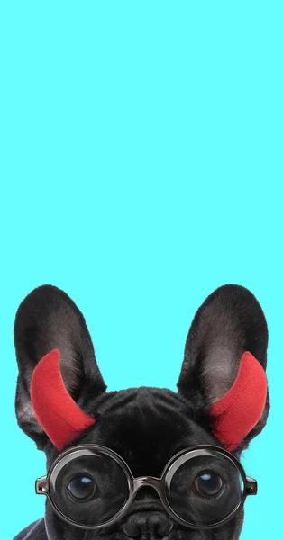 Portret Uroczego Francuskiego Buldoga Noszącego Diabelskie Rogi Okulary Chowającego Twarz — Zdjęcie stockowe