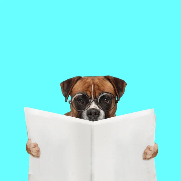 Пейзаж Боксерской Собаки Читающей Газету Носящей Очки Синем Фоне — стоковое фото