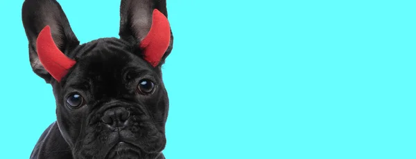 Táj Egy Imádnivaló Francia Bulldog Visel Ördög Szarv Ellen Kék — Stock Fotó