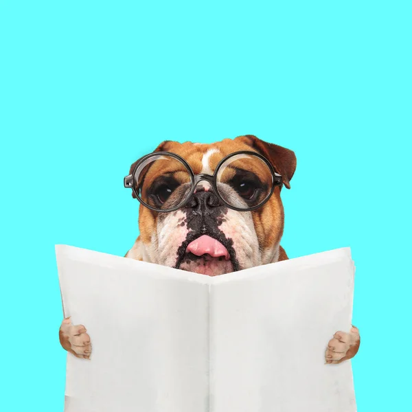 Táj Egy Édes Angol Bulldog Kilóg Nyelv Visel Szemüveg Olvassa — Stock Fotó
