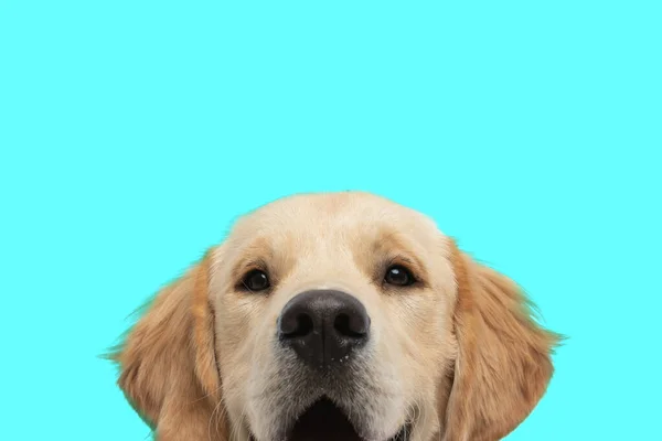 青い背景のカメラに顔だけの可愛いゴールデンレトリバー犬 — ストック写真