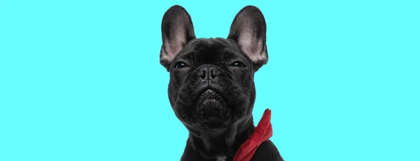 Doce Francês Bulldog Cão Vestindo Bowtie Vermelho Sentindo Sonolento Fundo — Fotografia de Stock