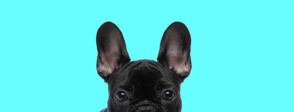 Paisaje Hermoso Bulldog Francés Escondiendo Cara Cámara Sobre Fondo Azul — Foto de Stock