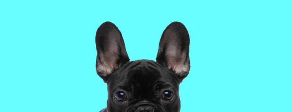 Landscape Beautiful French Bulldog Dog Hiding His Face Camera Blue — Stock Photo, Image