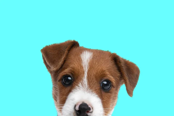Χαριτωμένο Jack Russell Terrier Σκυλί Κρύβει Πρόσωπό Του Από Την — Φωτογραφία Αρχείου
