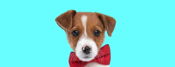 Τοπίο Ενός Όμορφου Jack Russell Terrier Σκύλου Φορώντας Ένα Κόκκινο — Φωτογραφία Αρχείου