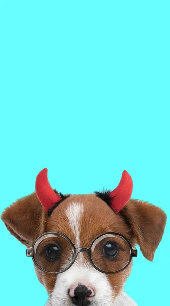Porträt Eines Niedlichen Jack Russell Terrier Hundes Mit Teufelshörnern Und — Stockfoto